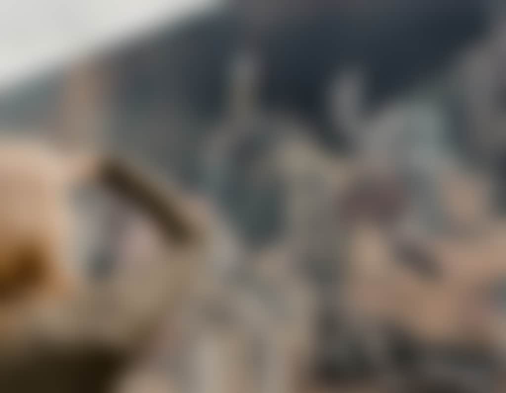 Federation Museum Shearing the Rams Mural