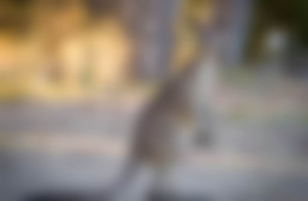 Gorman Park Mulwala credit Robert Pyne nature photographer