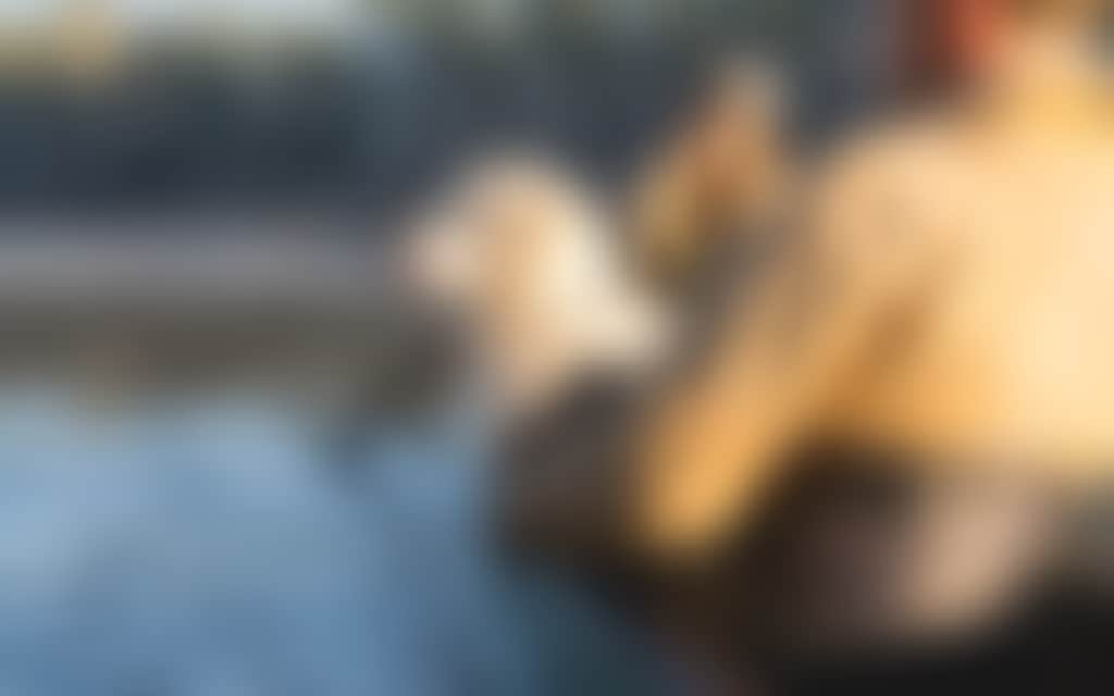 On Murray in canoe with couple and dog