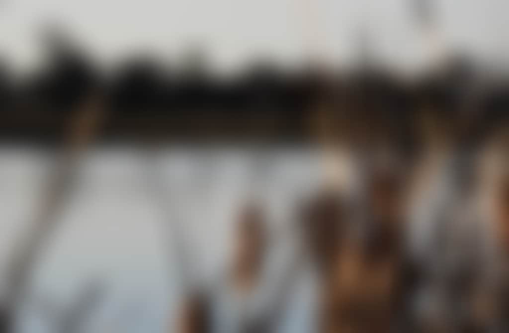 Corowa Wetlandws with swans