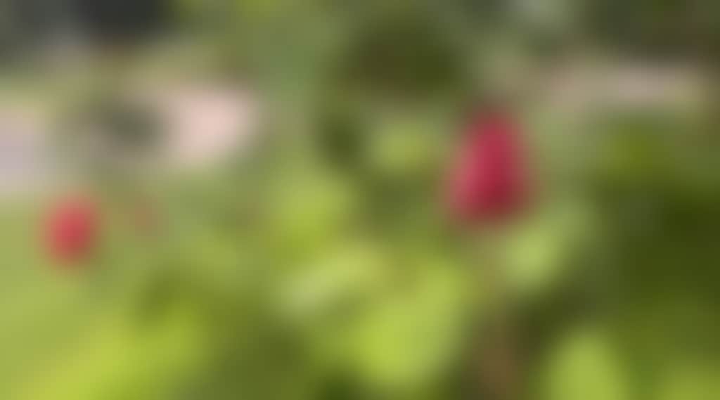 42Ba17B93231D66326C94493Dba09Bf8