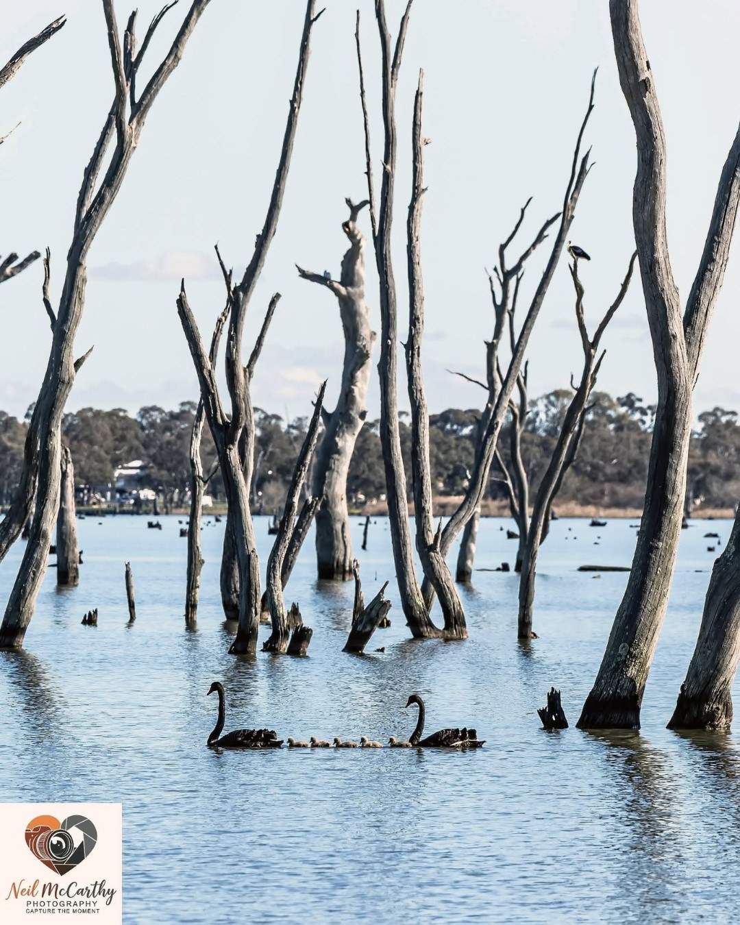 northofthemurray
