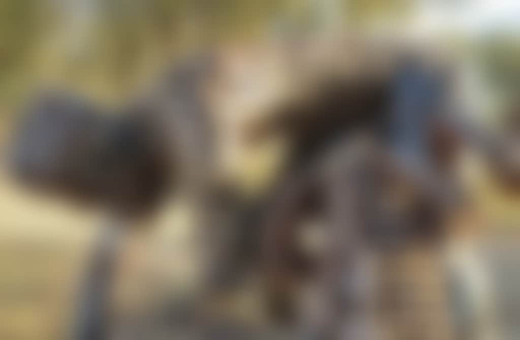 Shearing the ram sculpture landscape