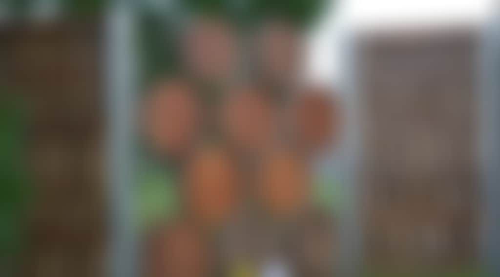 Cc50F5Bef92Ca892147560584A0Ddeab